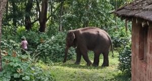 Elephant Omkar’s return towards Pernem worries farmers ahead of Ganesh Chaturthi