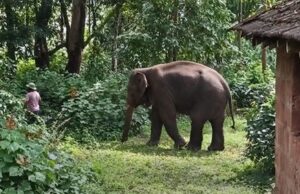 Elephant Omkar’s return towards Pernem worries farmers ahead of Ganesh Chaturthi