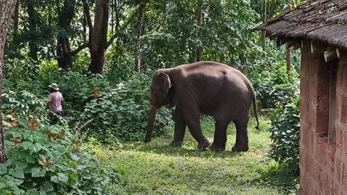 Elephant Omkar 1