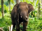 Talks with Vantara for rehabilitating elephant Omkar: Rane