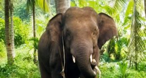 Talks with Vantara for rehabilitating elephant Omkar: Rane