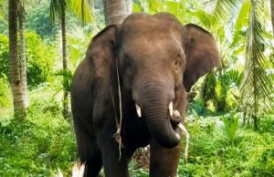 Talks with Vantara for rehabilitating elephant Omkar: Rane